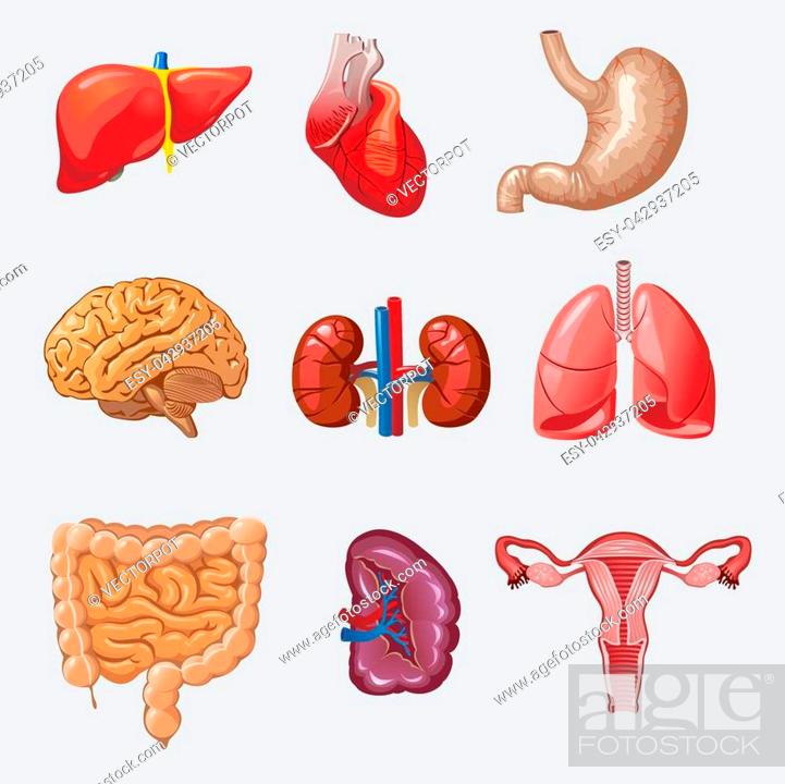 Cartoon human organs set with liver heart stomach brain kidneys lungs  intestines spleen female..., Stock Vector, Vector And Low Budget Royalty  Free Image. Pic. ESY-042937205 | agefotostock