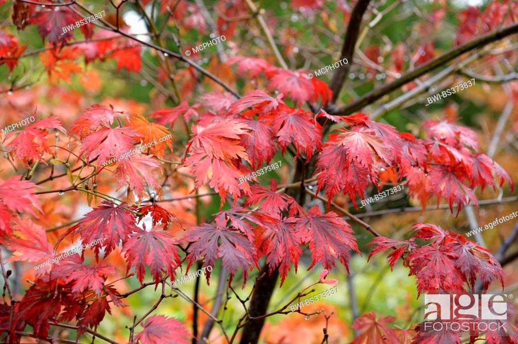 Stock Photo: Full Moon Maple (Acer japonicum 'Aconitifolium', Acer japonicum Aconitifolium), cultivar Aconitifolium, autumn leaves.