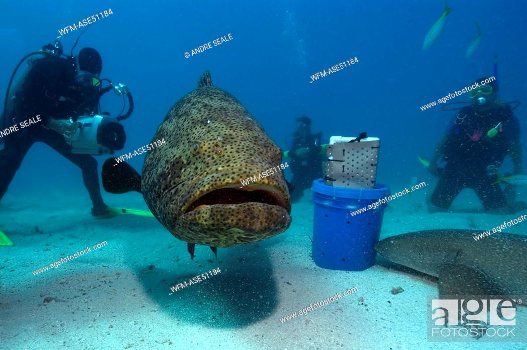 Stock Photo: Divers play with and film Nurse Sharks and Goliath Grouper, Ginglymostoma cirratum, Epinephelus itajara, Key Largo, Molasses Reef, Florida, USA.
