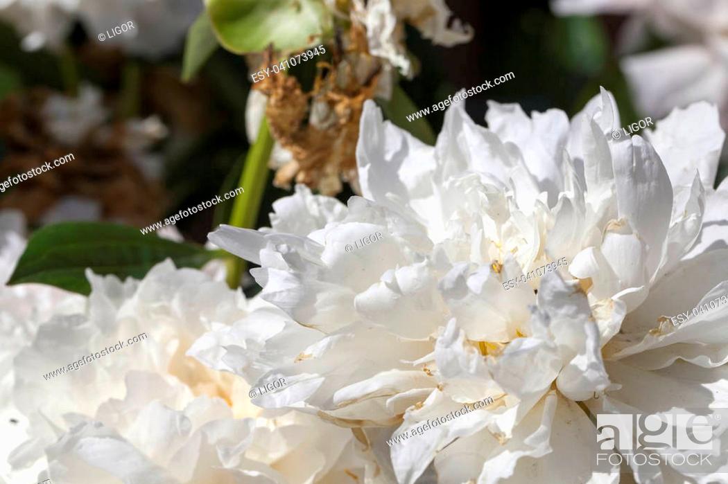 Stock Photo: White peony flowers at the end of flowering. Part of the flowers darkened and began to dry. Spring, close-up photo.