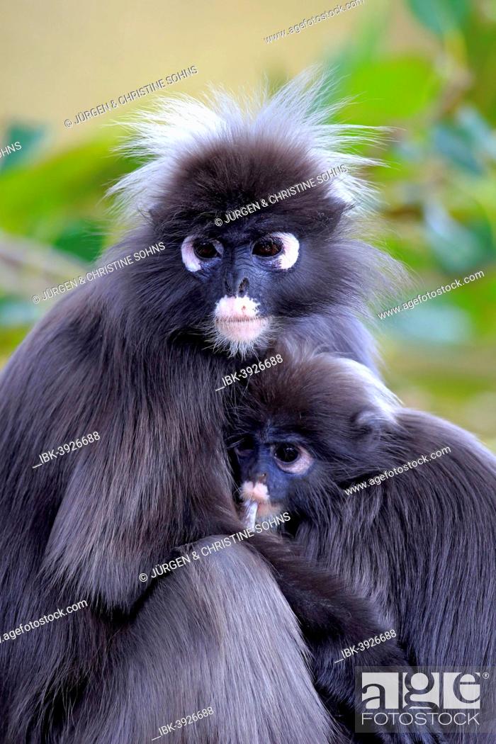 Stock Photo: Dusky Leaf Monkeys or Southern Langurs (Trachypithecus obscurus), female suckling young, native to Asia, Singapore.