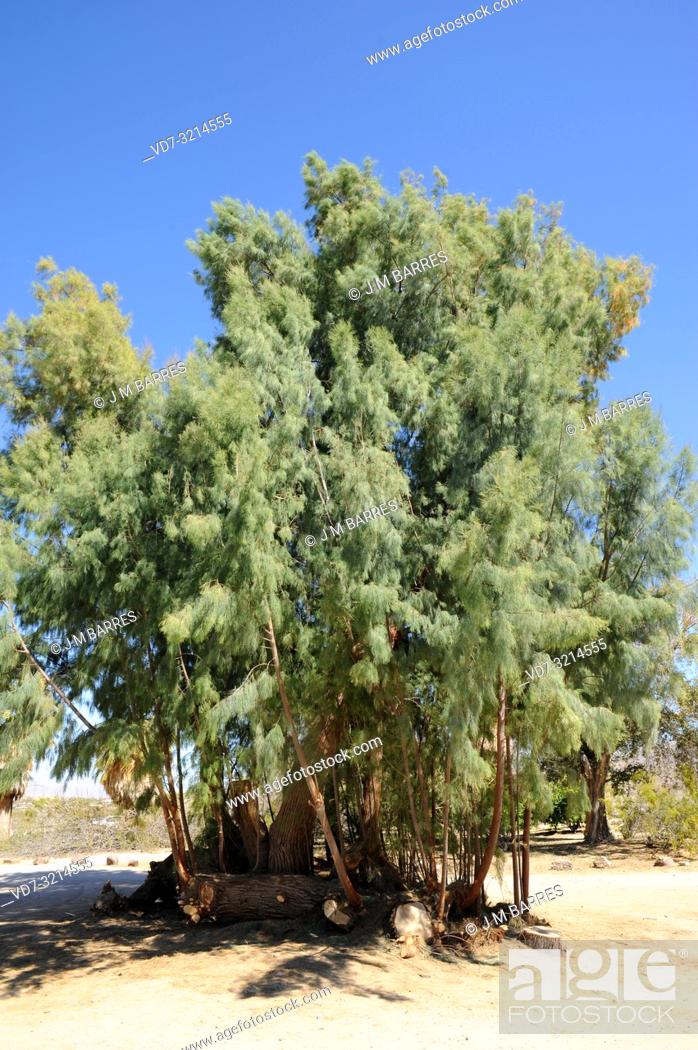 Stock Photo: Salt cedar (Tamarix ramosissima) is a deciduous shrub or small tree native to Eurasia and naturalized in America. This photo was taken in Joshua Tree National.