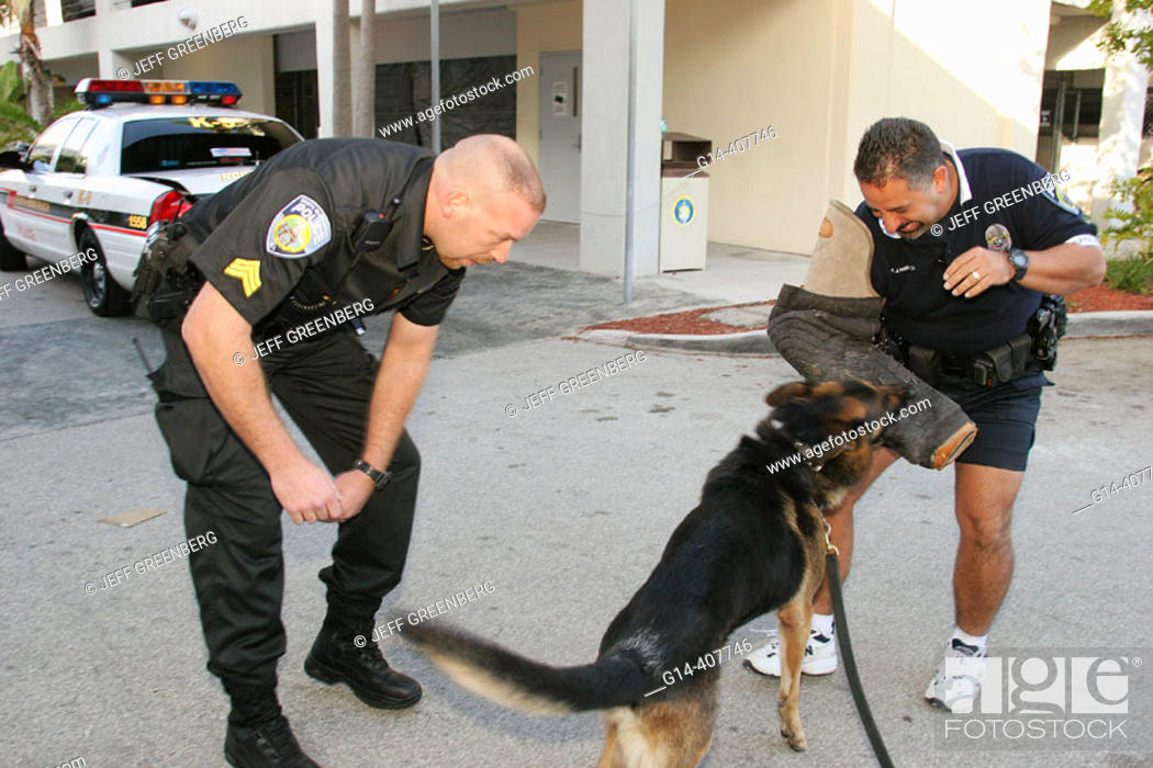 Policeman, working dog, attacking, training. North Miami Beach Police  Department, Florida, Stock Photo, Picture And Rights Managed Image. Pic.  G14-407746 | agefotostock