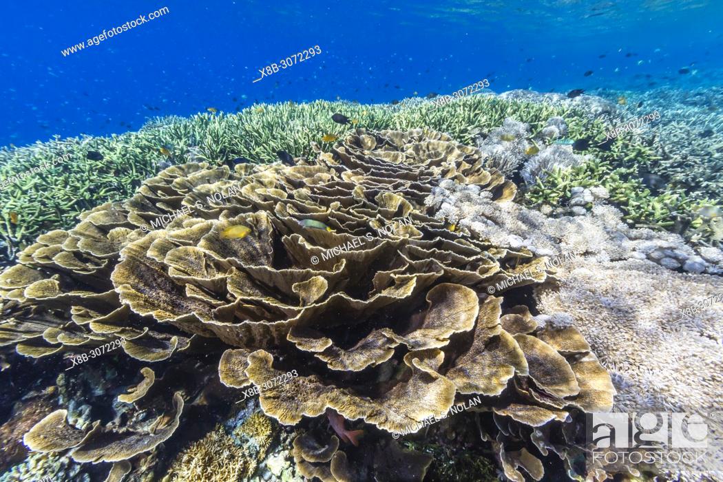 Stock Photo: A profusion of hard and soft corals on Siaba Kecil Island, Komodo National Park, Flores Sea, Indonesia.