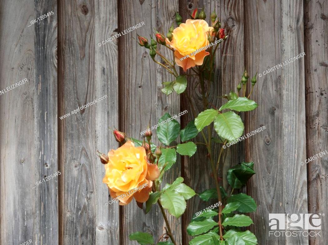Stock Photo: Climbing Rose (Rosa) on a wooden wall.