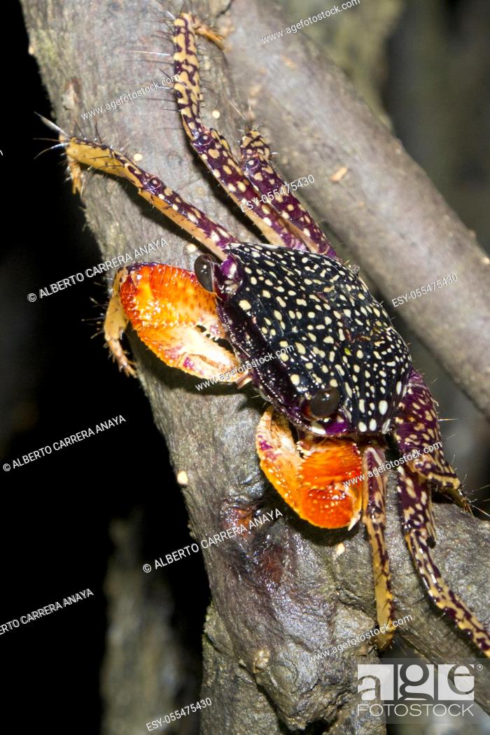 Stock Photo: Mangrove Crab, Mangrove Forest, Marino Ballena National Park, Uvita de Osa, Puntarenas, Costa Rica, Central America, America.