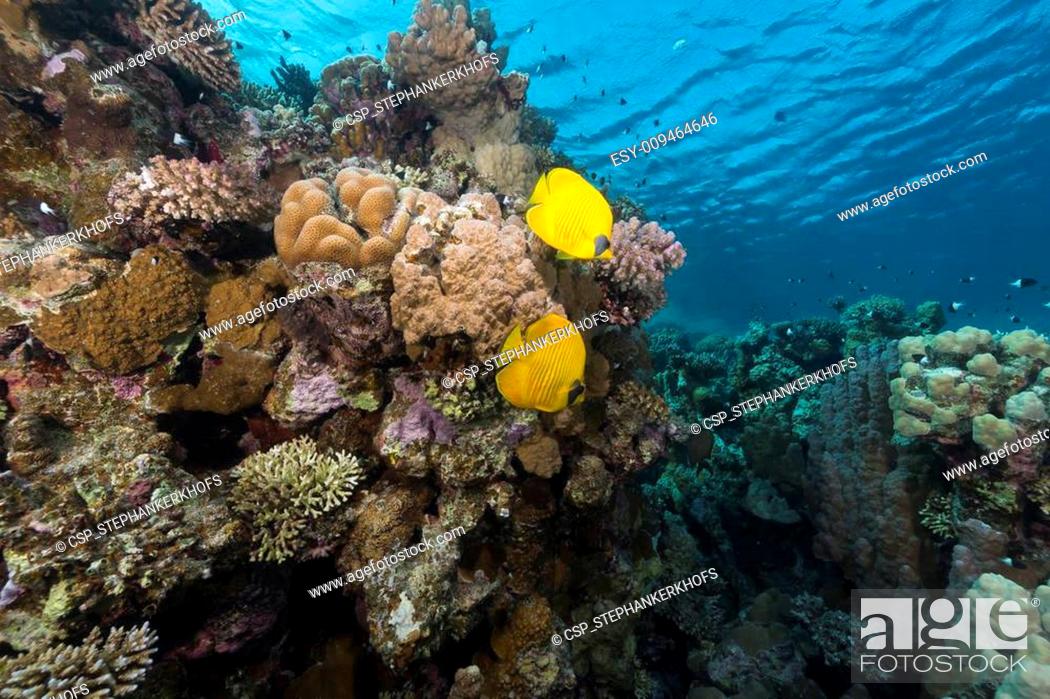 Stock Photo: Masked butterflyfish and tropical reef in the Red Sea.