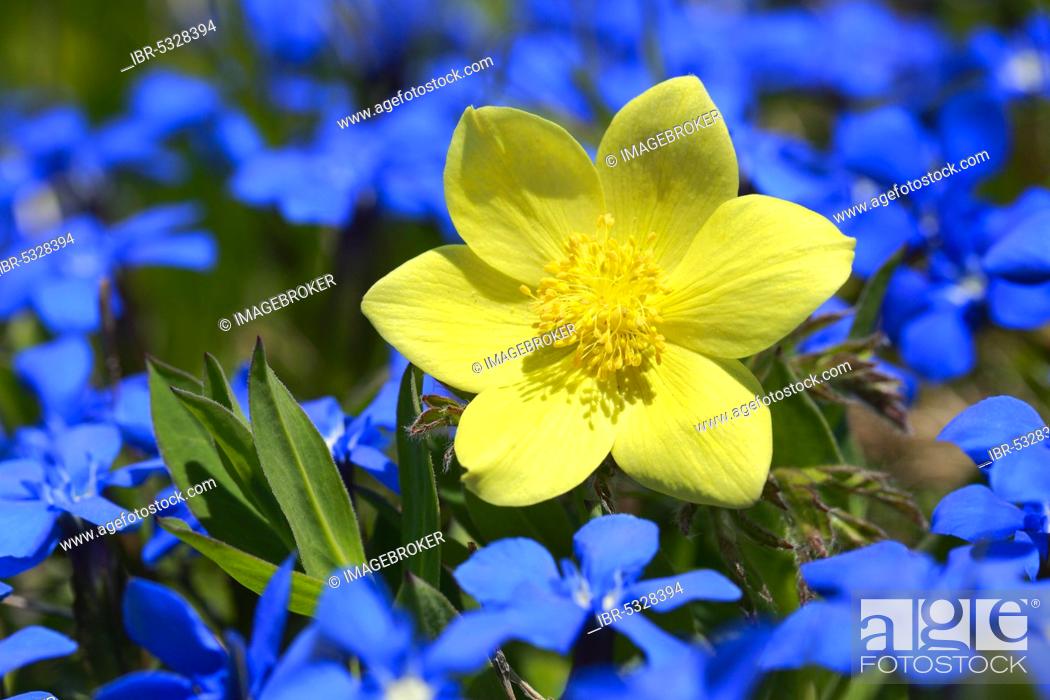 Stock Photo: Yellow Alpine cowbell, Pulsatilla alpina subsp. apiifolia, Switzerland, Europe.