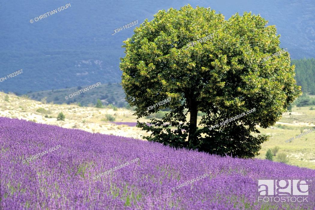 Stock Photo: tilia tree in a lavender field, Drome department, region of Rhone-Alpes, France, Europe.