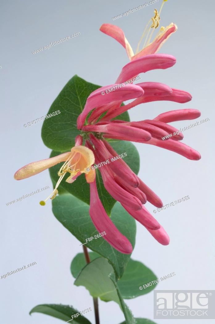 Stock Photo: Bach flower remedy with No. 16 Lonicera Caprifolium.