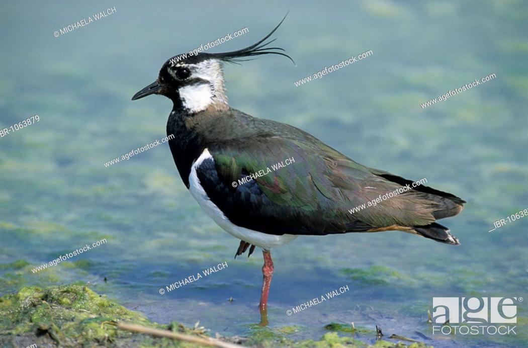 Stock Photo: Northern Lapwing (Vanellus vanellus) standing in shallow water.