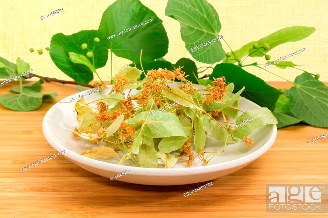 Stock Photo: Dried linden flowers for linden tea preparation on the white saucer on a bamboo wood surface against of fresh linden branches with leaves and buds at selective.