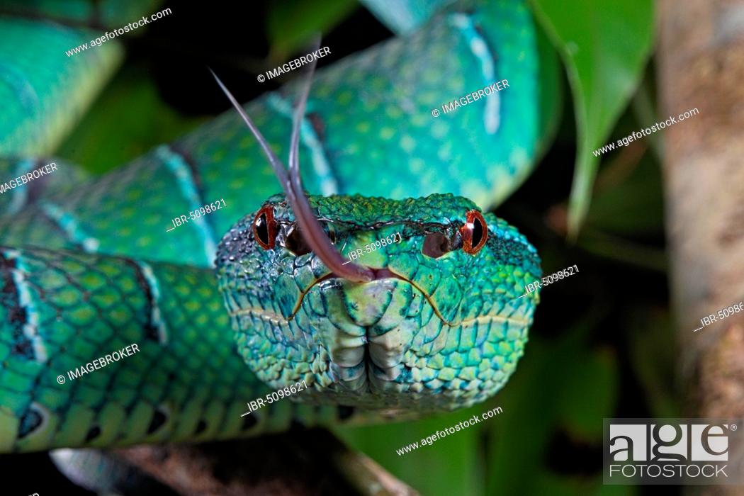 Stock Photo: North Philippine Temple Pit Viper (Tropidolaemus subannulatus), Belitung, Indonesia, Asia.