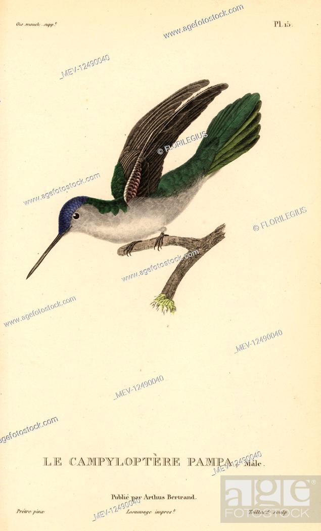 Stock Photo: Wedge-tailed sabrewing, Campylopterus pampa (Ornismya pampa). Male. Handcolored steel engraving by Coutant after an illustration by Jean-Gabriel Pretre from.