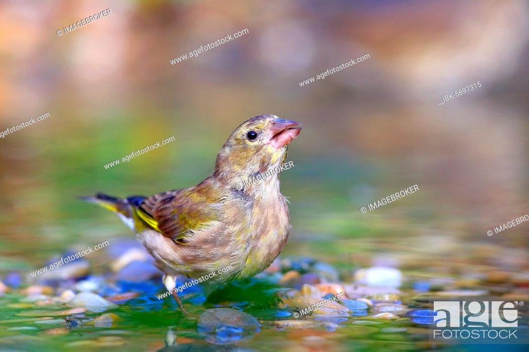 Stock Photo: European greenfinch (Chloris chloris) female in shallow water, Solms, Hesse.