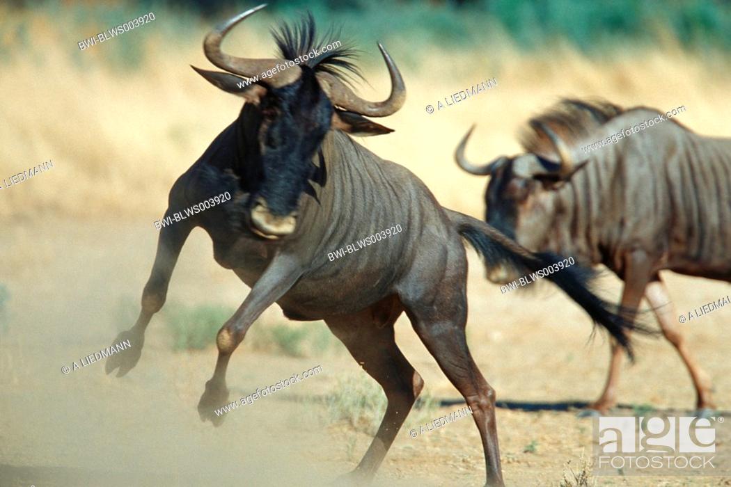 blue wildebeest, brindled gnu, white-bearded wildebeest Connochaetes  taurinus, adult male, jumping, Stock Photo, Picture And Rights Managed  Image. Pic. BWI-BLWS003920 | agefotostock