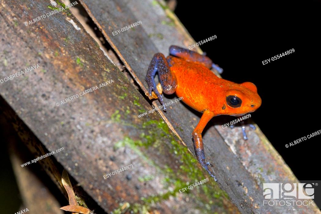 Stock Photo: Dart Poison Frog, Blue Jeans, Oophaga pumilio, Dendrobates pumilio, Tropical Rainforest, Costa Rica, Central America, America.