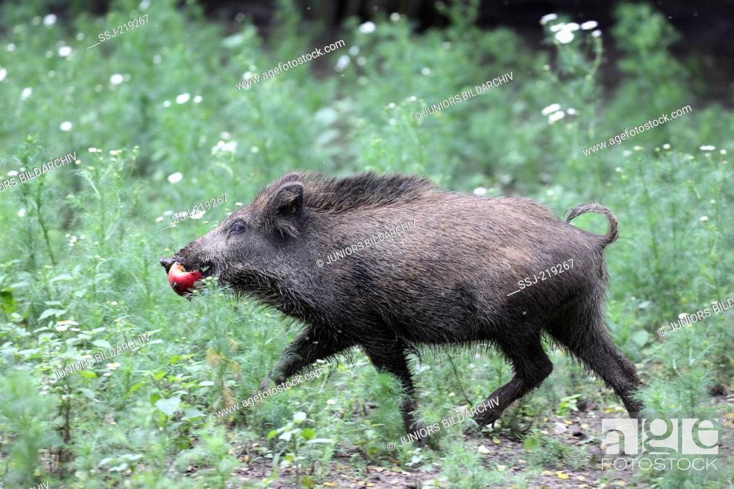 Stock Photo: Wild Boar (Sus scrofa) running while carrying an apple in its mouth. Germany.