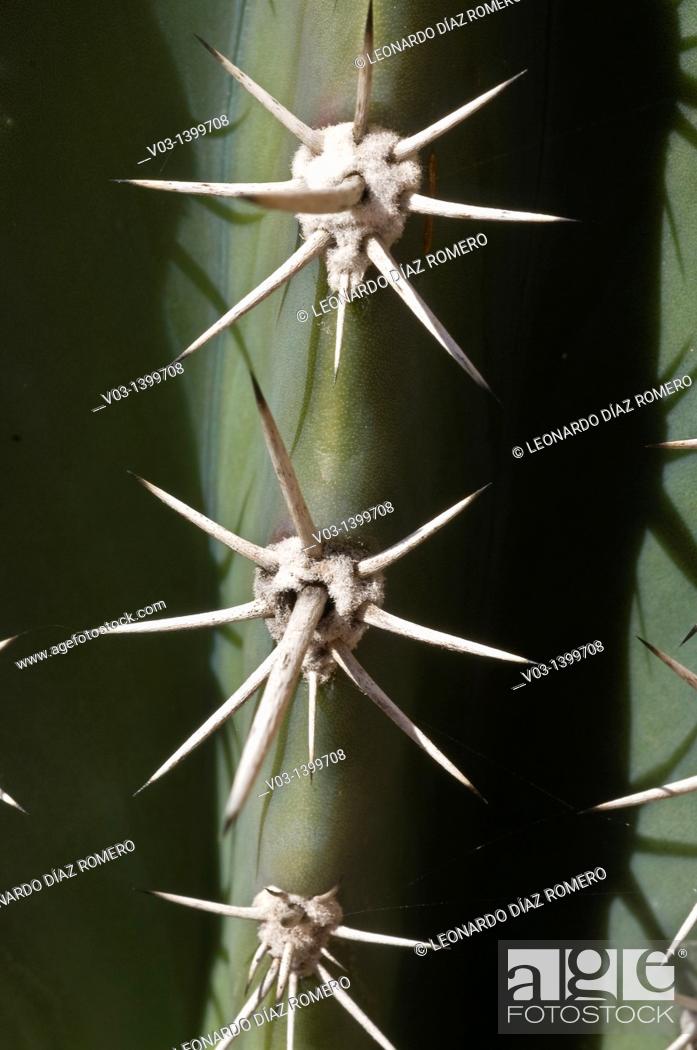 Stock Photo: Close-Up at cactus thorns.