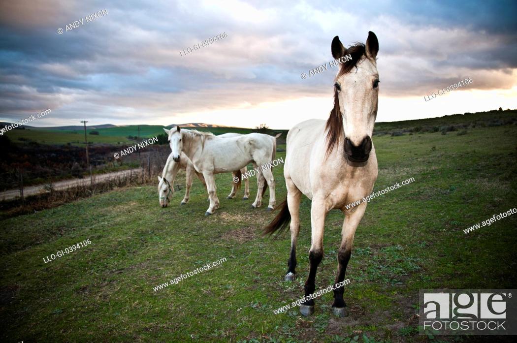Stock Photo: Three white horses in green field, one horse in foreground with black mane, tail and feet, looking at camera, two all-white horses grazing in background.