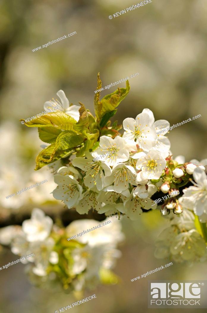 Stock Photo: Cherry (Prunus) blooming in spring.