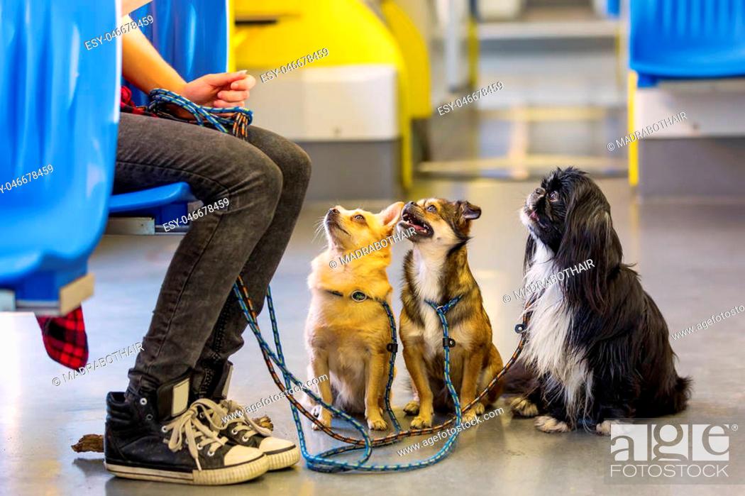Stock Photo: woman sits with three small dogs at the leash in a tram.