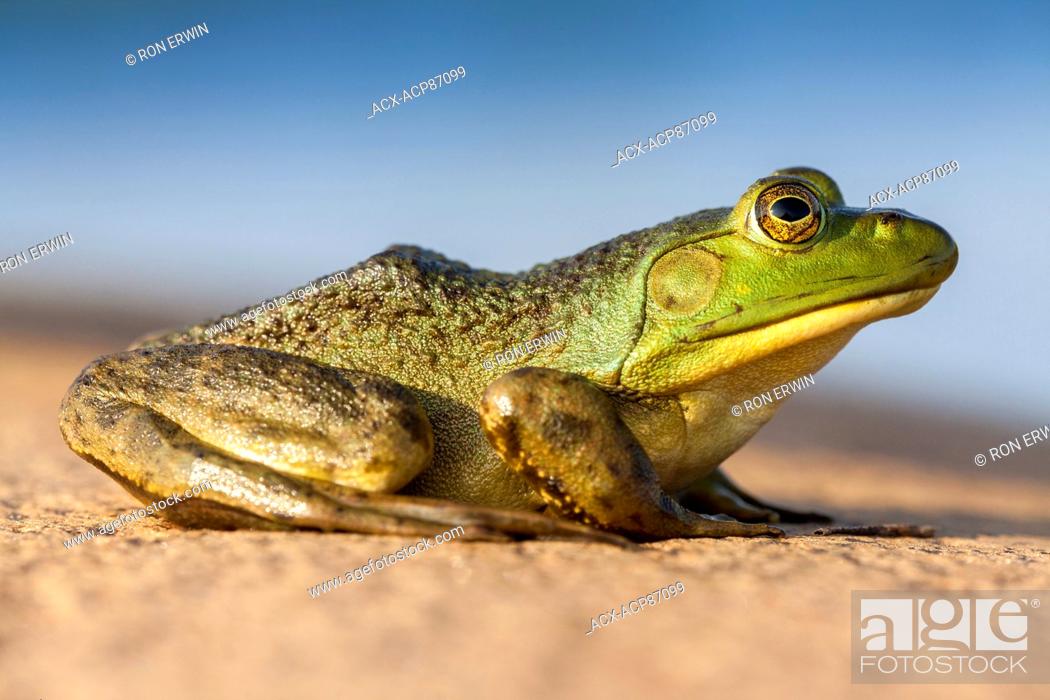 Stock Photo: Bullfrog (Rana catesbeiana), French River Provincial Park, Ontario, Canada.