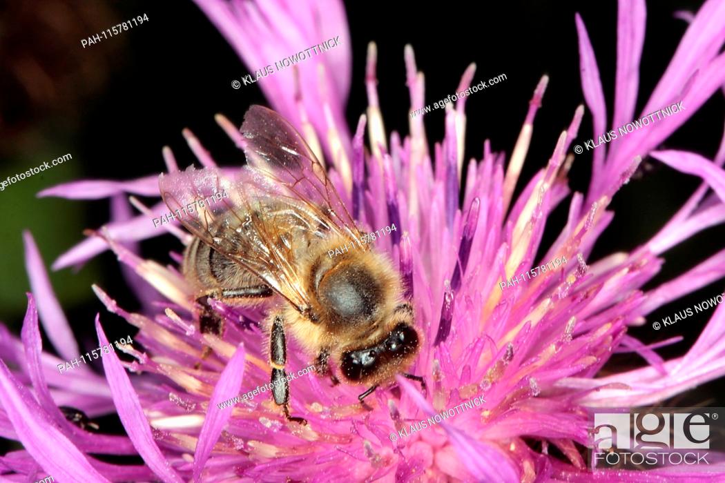 Stock Photo: Honeybee (Apis mellifera) on the flower of meadow cornflower (Centaurea jacea). Thuringia, Germany, Europe.Date: July 18, 2010 | usage worldwide.