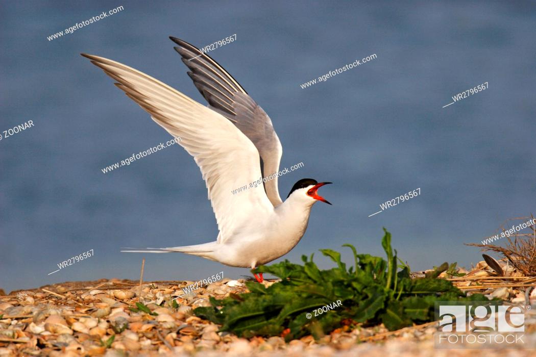 Stock Photo: common tern.