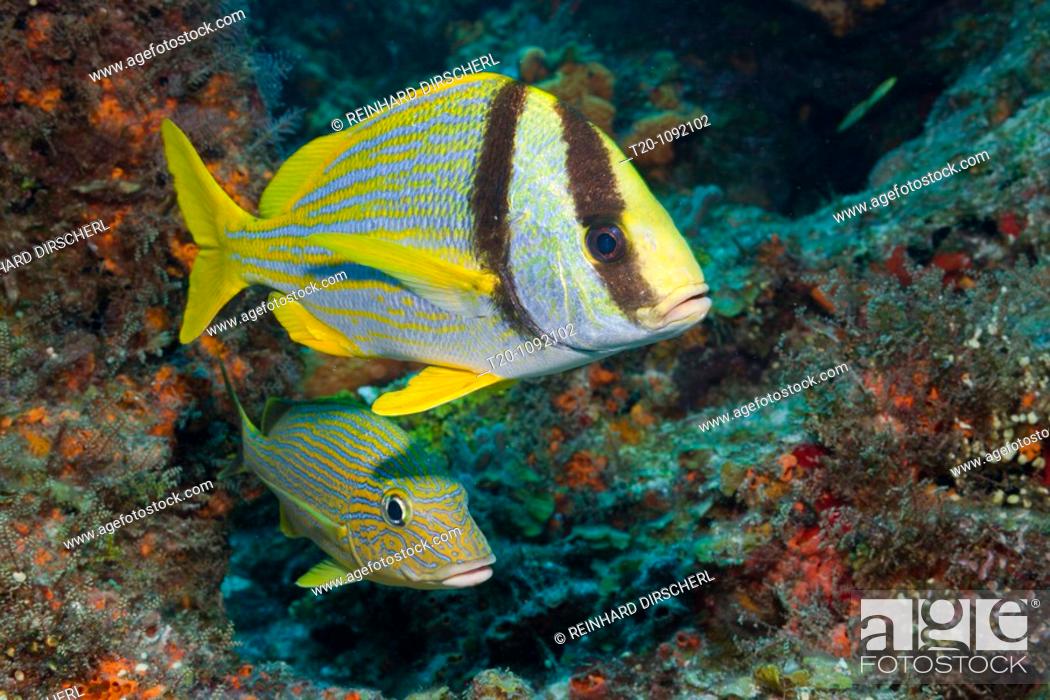 Stock Photo: Porkfish and Blustriped Grunt, Anisotremus virginicus, Haemulon sciurus, Cozumel, Caribbean Sea, Mexico.