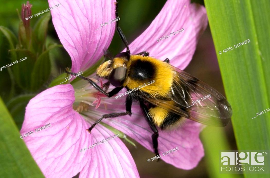 Stock Photo: Close-up of a male bumble bee mimic Volucella bombylans var plumosa feeding on a pink geranium flower in a Norfolk garden.