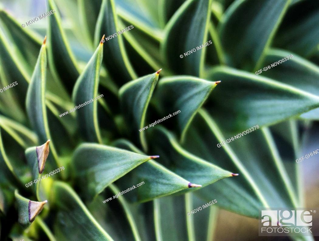Photo de stock: Echeveria Succulent Plant 2.