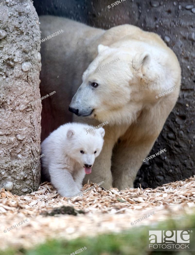 Stock Photo: The polar bear newborn that is yet to receive a name and mother Giovanna explore the open air enclosure for the first time at the Tierpark Hellabrunn zoo in.