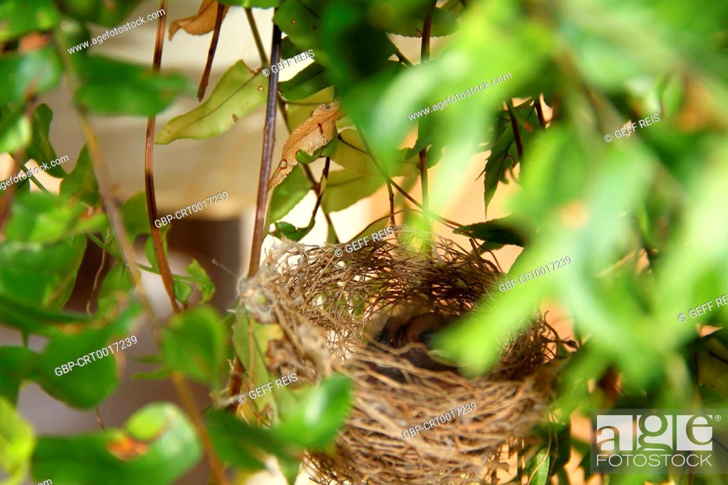 Stock Photo: Nest, birds, farm, 2016, Merces, Minas Gerais, Brazil.