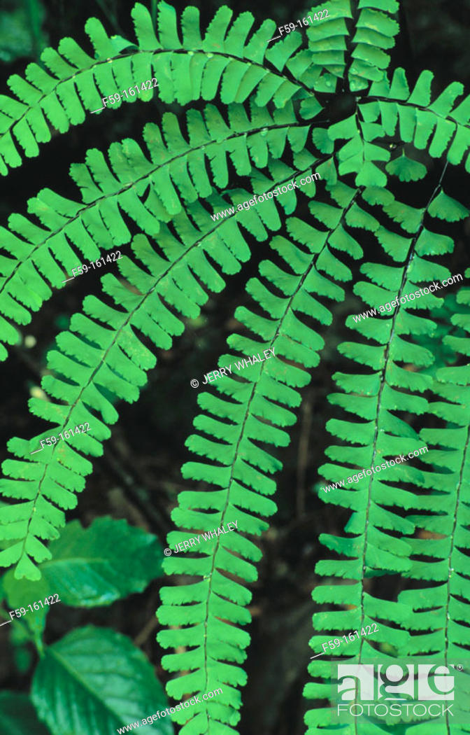 American Maidenhair Fern Adiantum Pedatum Great Smoky Mountains Np Stock Photo Picture And Rights Managed Image Pic F59 161422 Agefotostock