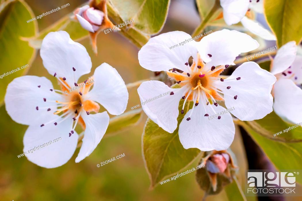 Stock Photo: The pear tree blossomed white flowers against a green garden.