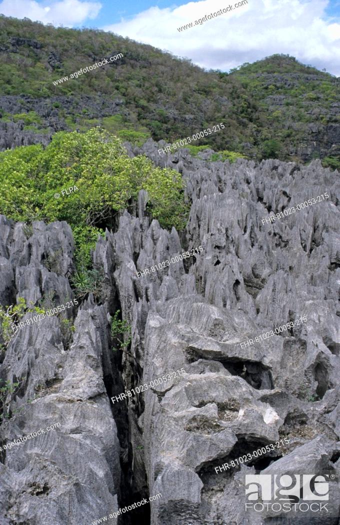 Stock Photo: View of tsingy, eroded karst limestone, Ankarana Reserve, Madagascar.