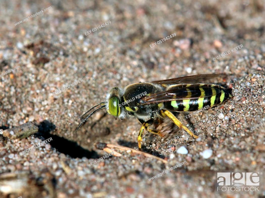 Stock Photo: A large rotary wasp Bembix rostrata on the Sandhausen inland dune Pflege Schönau.