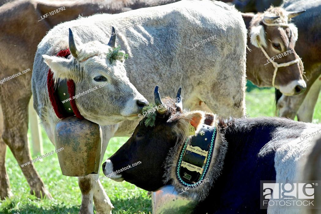 Stock Photo: Cattle with cow bells, Viehscheid, Allgau, Bavaria, Germany.