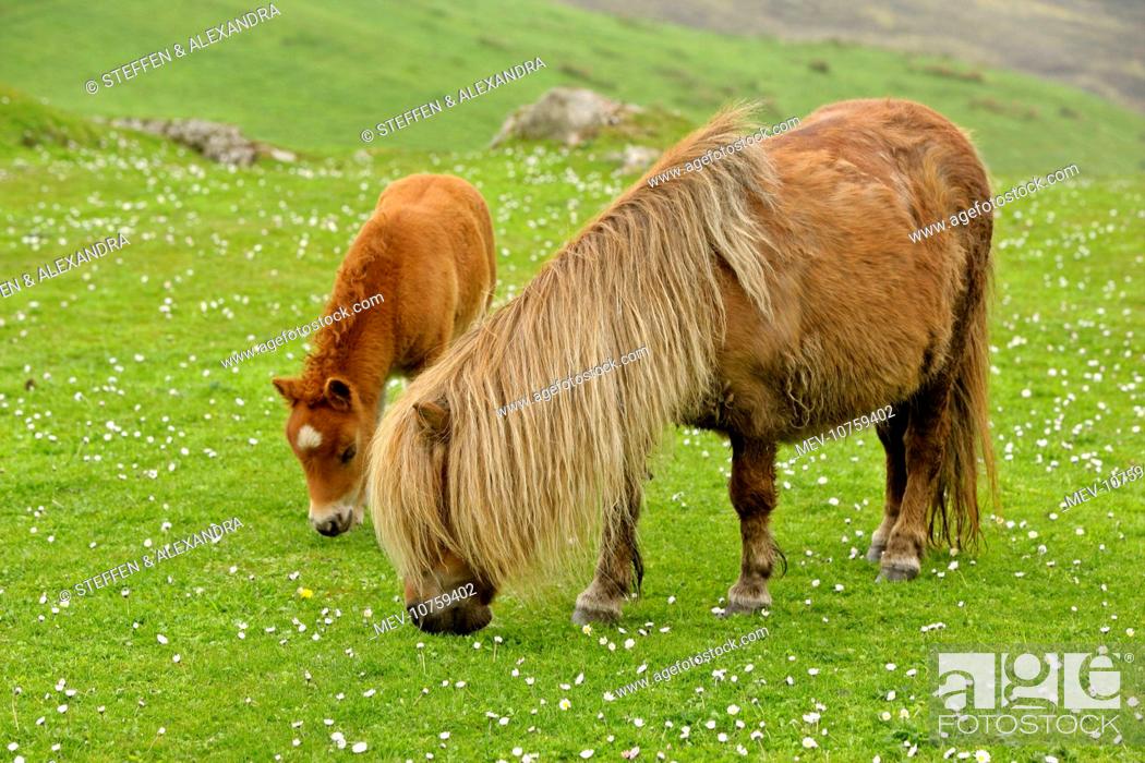 Stock Photo: Shetland Pony - mare and foal grazing on pasture.