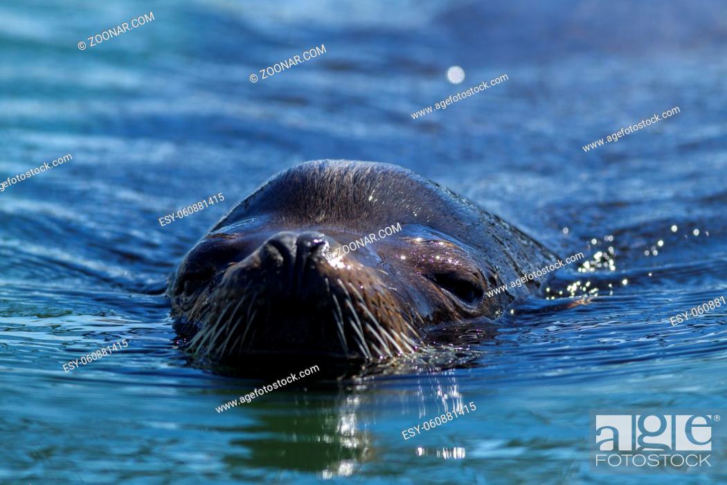 Stock Photo: A close up of the head of a California Sea Lion, Zalophus californianus, in the waters of Westhaven Cove in Westport, Washington.