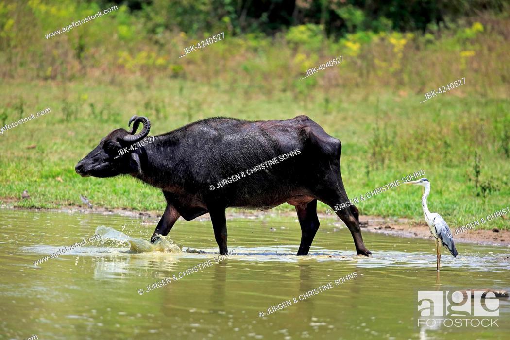 Stock Photo: Water buffalo (Bubalis bubalis), adult female, running through water, grey heron (Ardea cinerea), Udawalawe National Park, Sri Lanka.