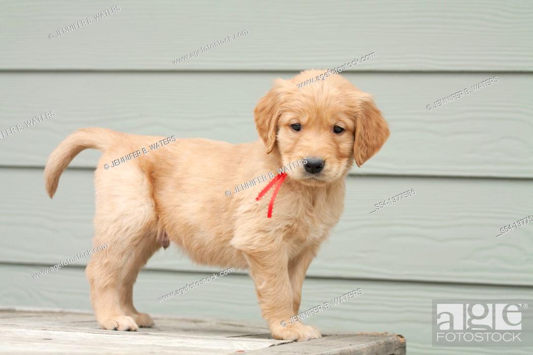 Stock Photo: A Golden Retriever puppy, six weeks old.