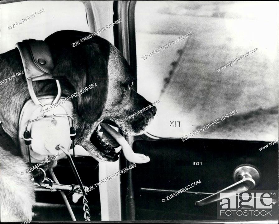 Stock Photo: Jan. 10, 1968 - Diggles loves a dogfight!: Sunderland Flying Club boasts a very special honorary member. 5 year old Biggles.