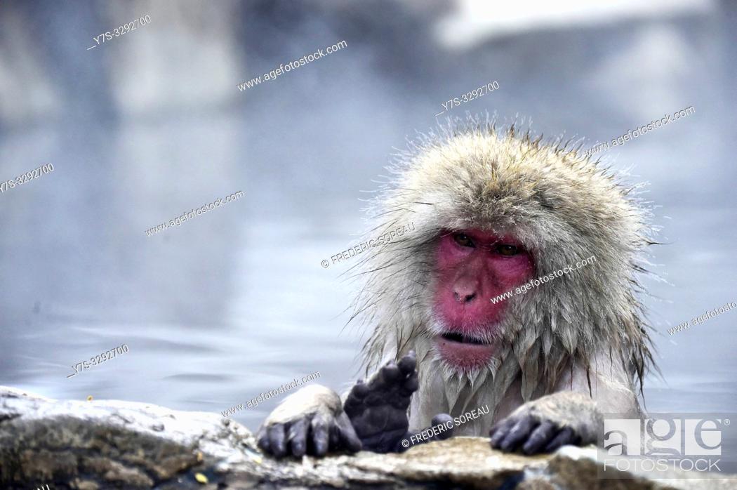 Stock Photo: Snow monkeys in Jigokudani Park, Yudanaka, Nagano, Japan, Asia.