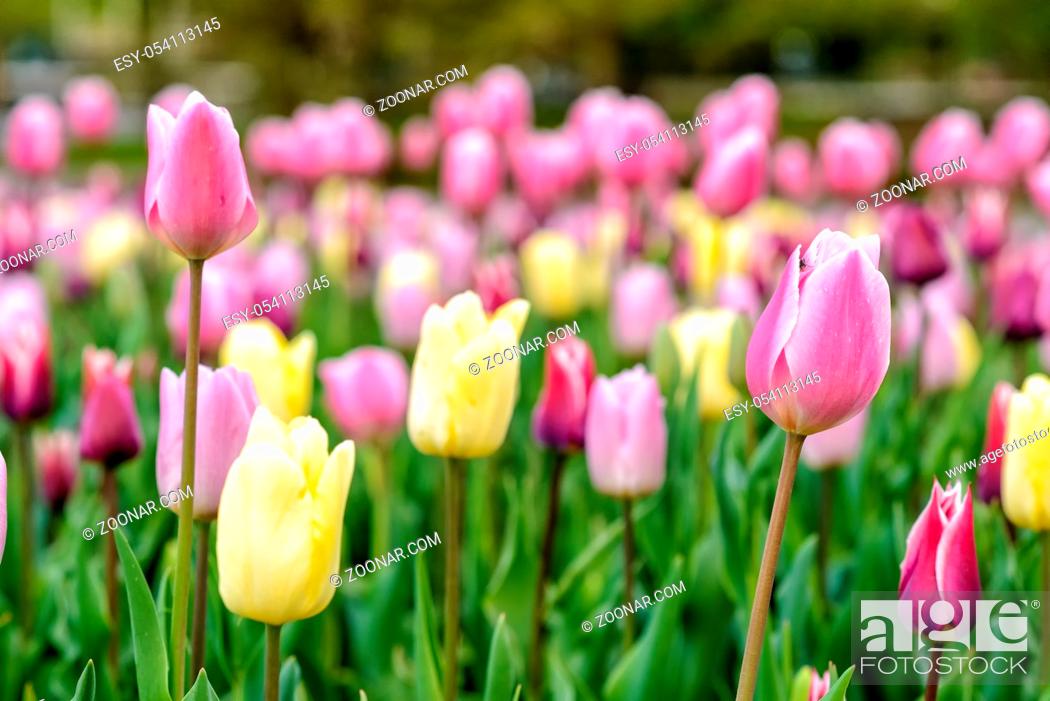 Stock Photo: colorful tulip in full bloom in springtime in Germany in Europe.