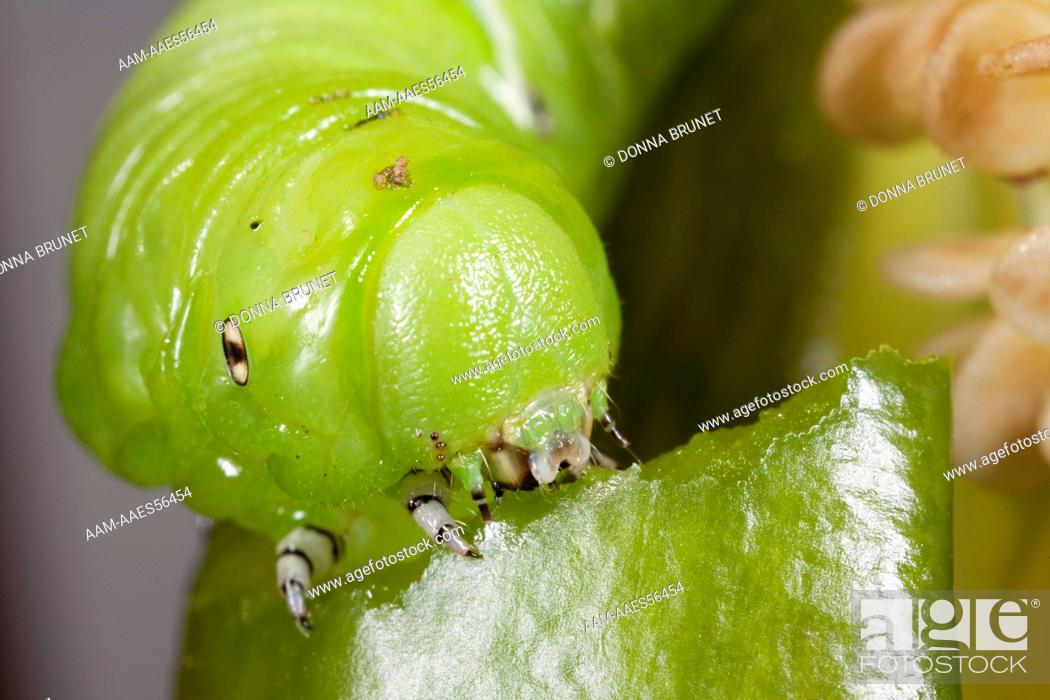 Stock Photo: Tobacco Hornworm caterpillar (Manduca sexta) eats bell pepper (Capsicum). Boone County, Missouri, 7 August 2006.