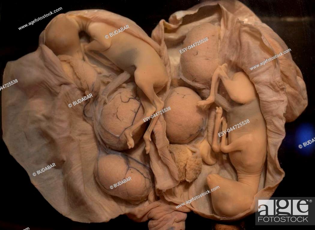 Embryo of animals in uterus in formaldehyde used for education and  experiments, Stock Photo, Picture And Low Budget Royalty Free Image. Pic.  ESY-044725538 | agefotostock