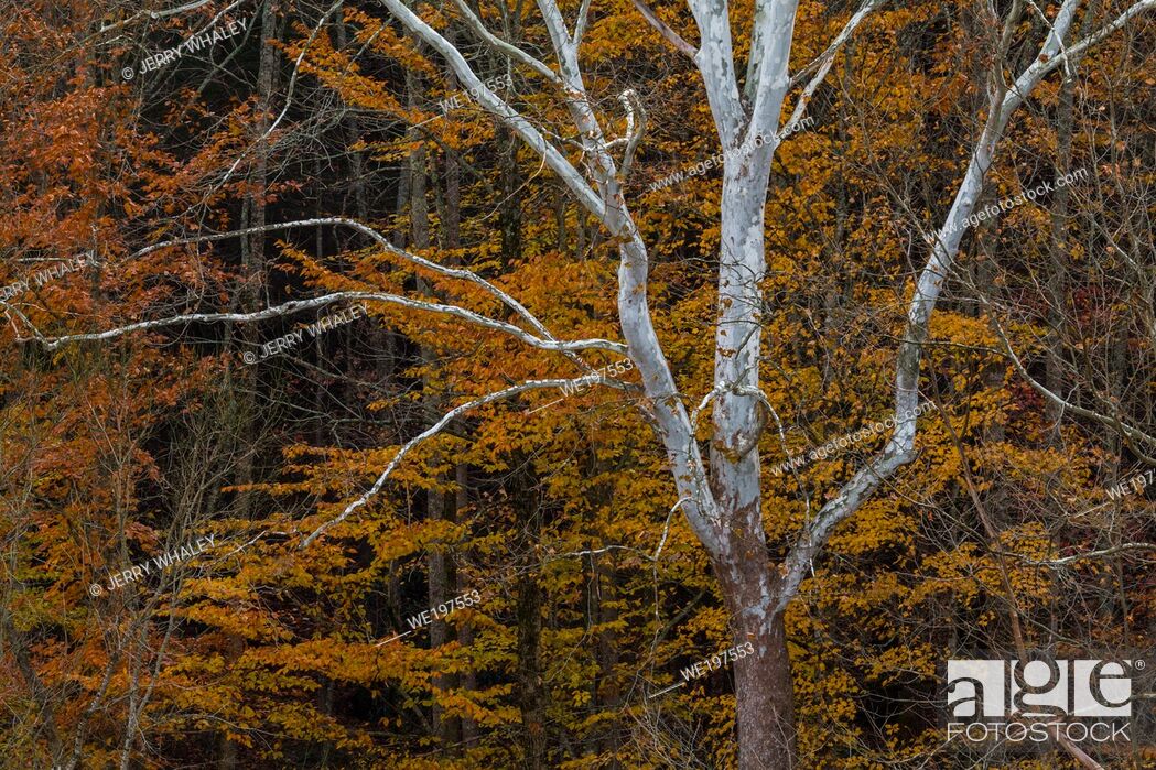 Stock Photo: Autumn Color in East Tennessee.