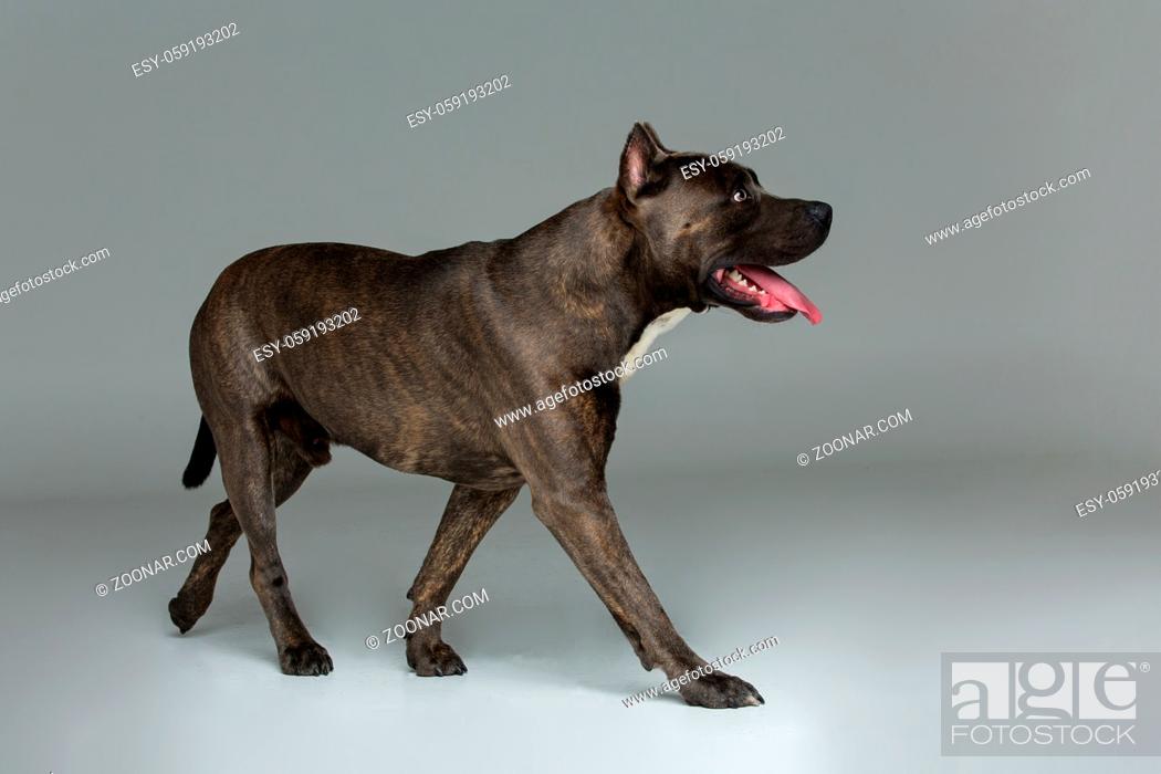 Stock Photo: Beautiful american staffordshire terrier dog. Tiger blue color male pet. Studio shot over grey background.
